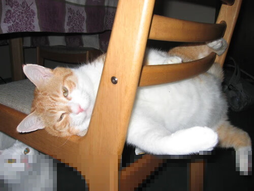 东契奇关键先生附体，爵士主场粉碎步行者防守