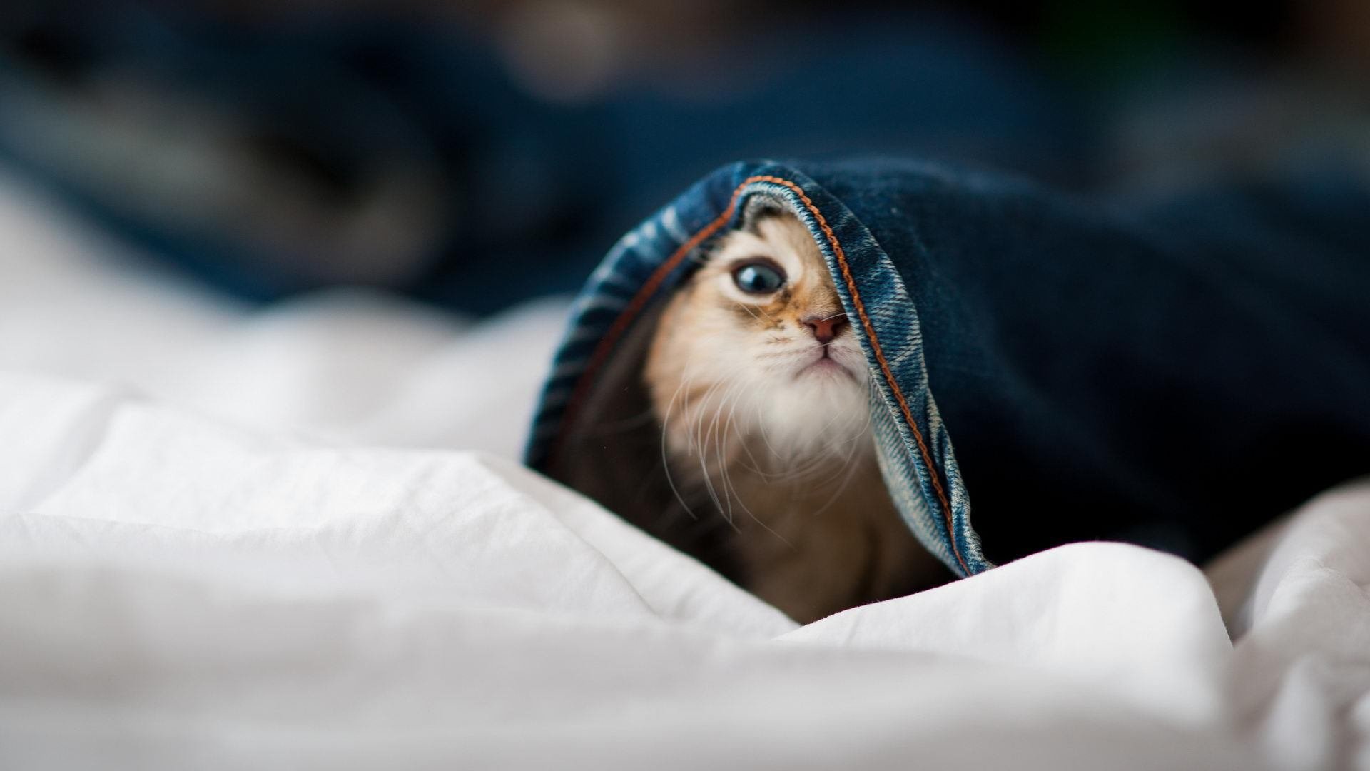 穹顶之下，少年封神，小贾伦一记绝尘，让总决赛的悬念提前三节退场