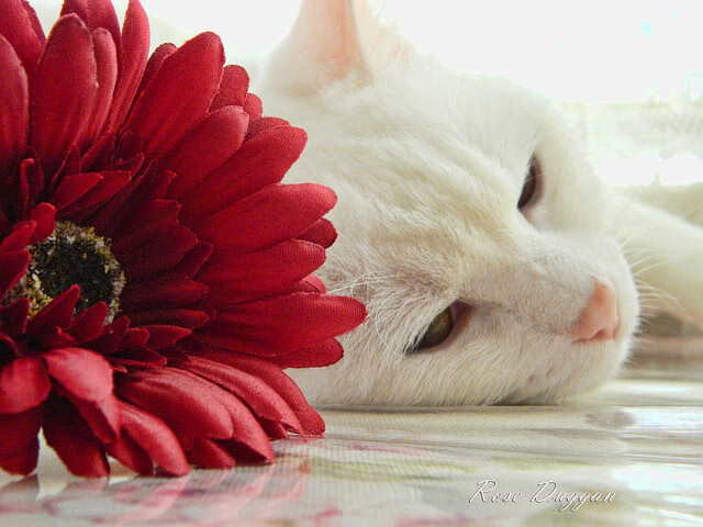 雷火电竞-当灵魂画师遭遇机械战警，巴萨如何用一首诗斩碎了葡萄牙的钢筋水泥
