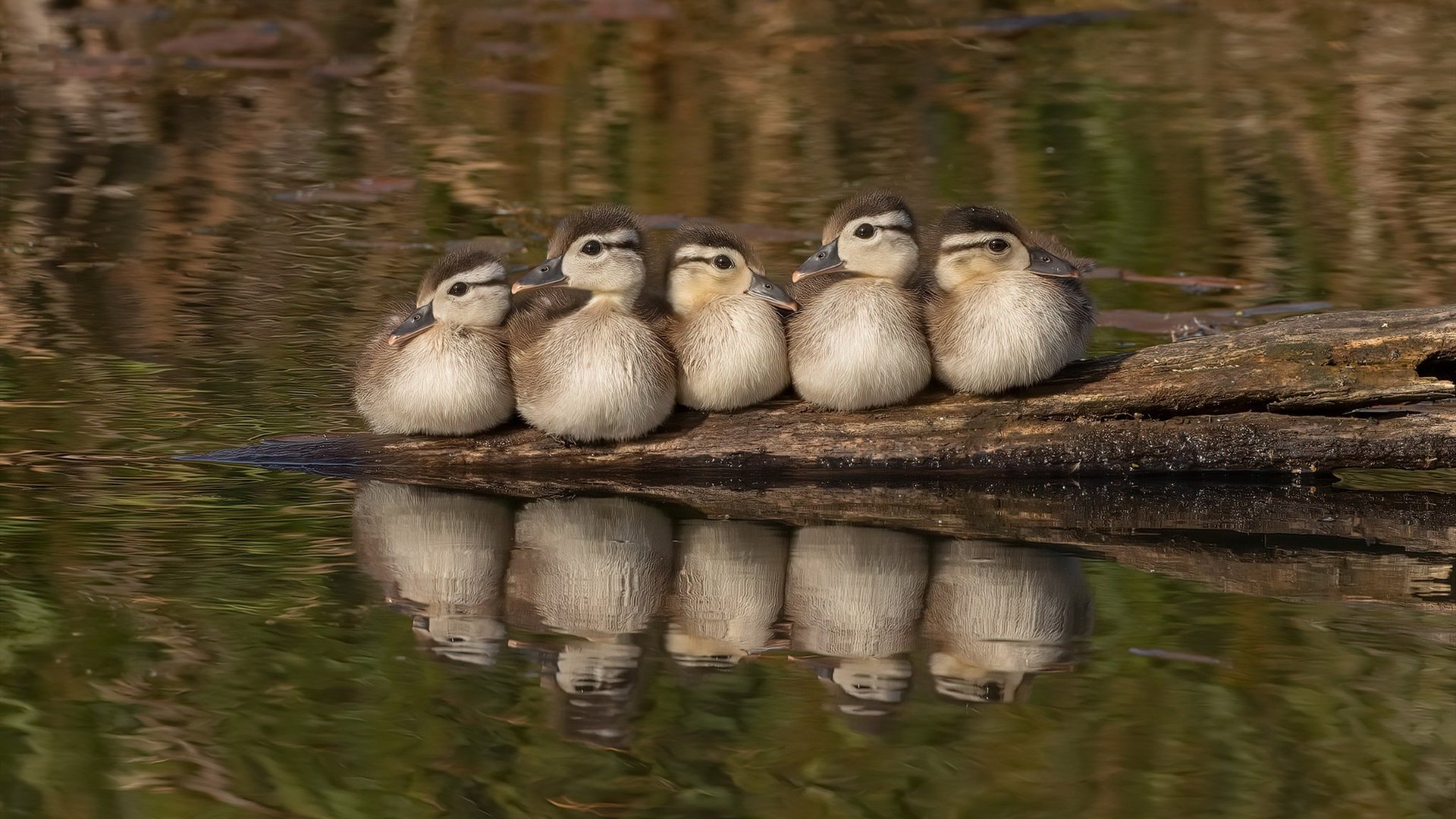 雷火电竞入驻-库里化身降维打击神器？面对山西队狂轰52+12+10，爵士主帅，他让篮球看起来如此不同