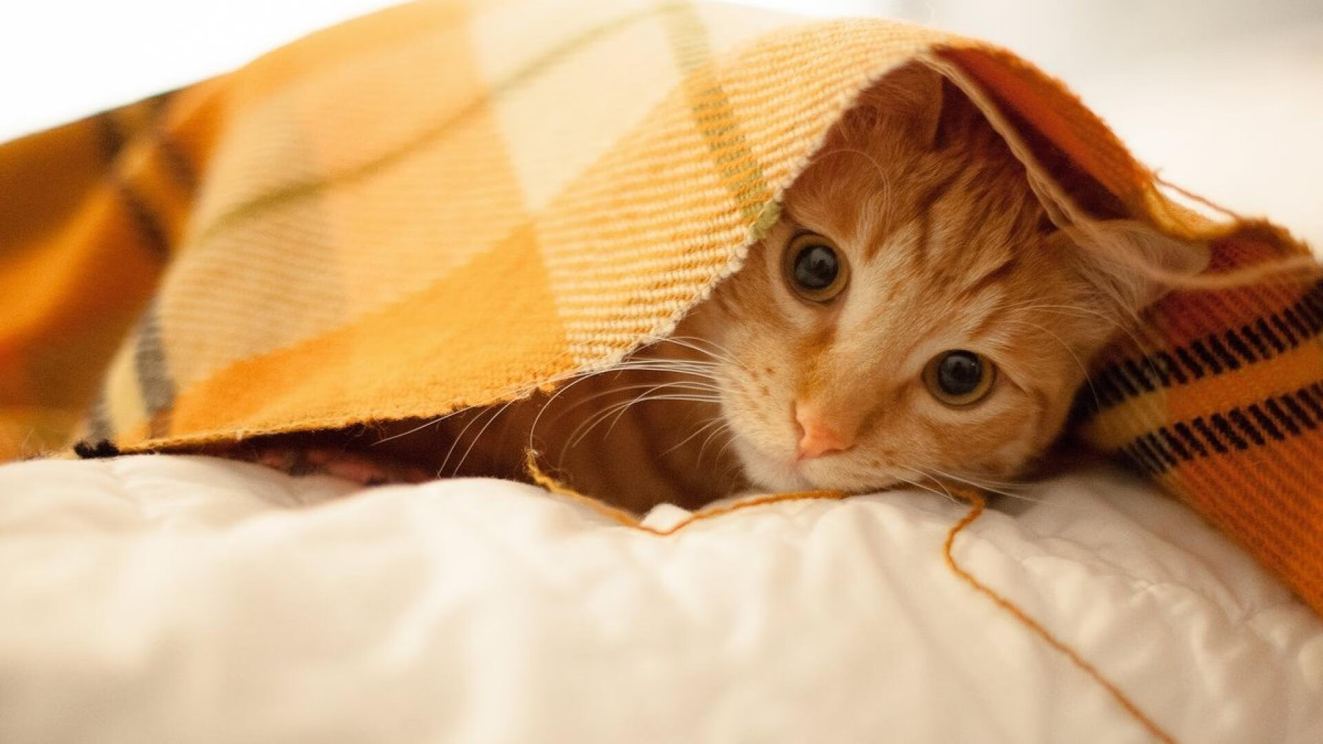 当汾水遇见玉米地，一场跨越时空的攻防博弈