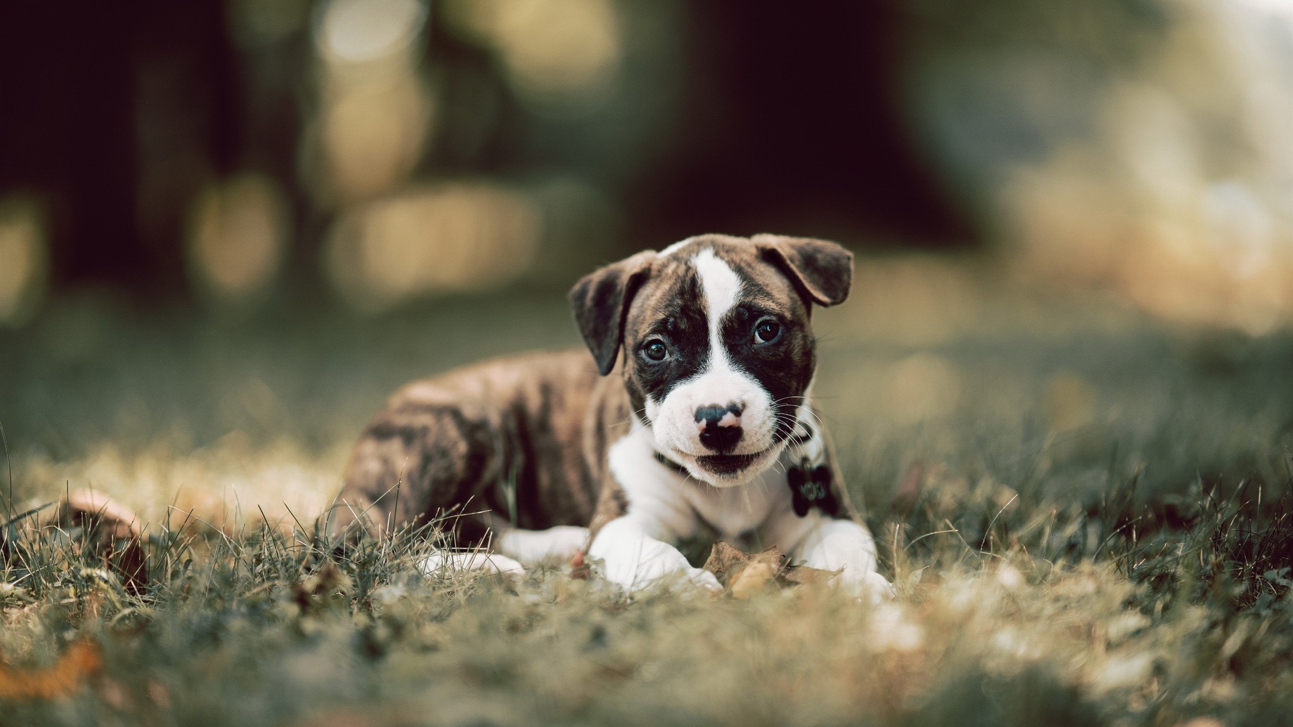 双线奇迹，魔术黑马闯关湖人，布克无解表现定乾坤