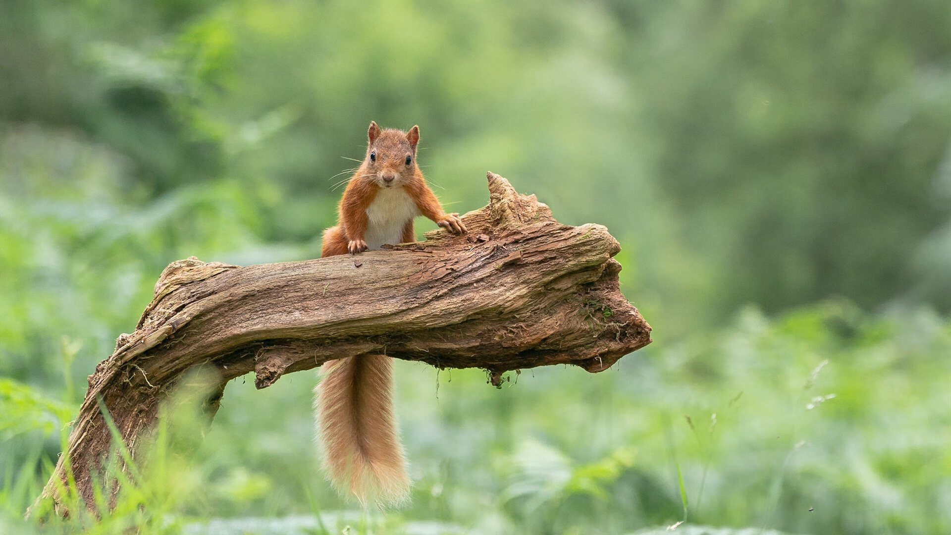 唯一性报道,哈弗茨闪耀,曼联加时力克奥地利