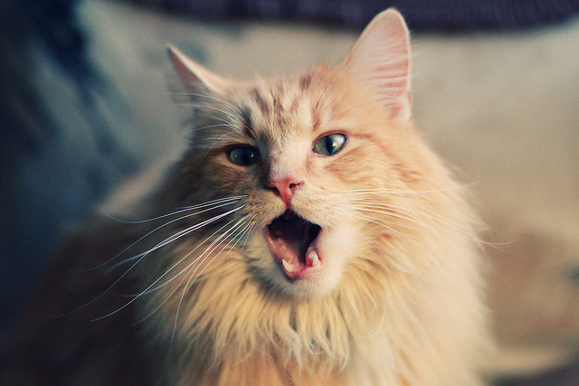 天山脚下掀巨浪！极限逆转猛龙，戈贝尔守出国际篮球新答案