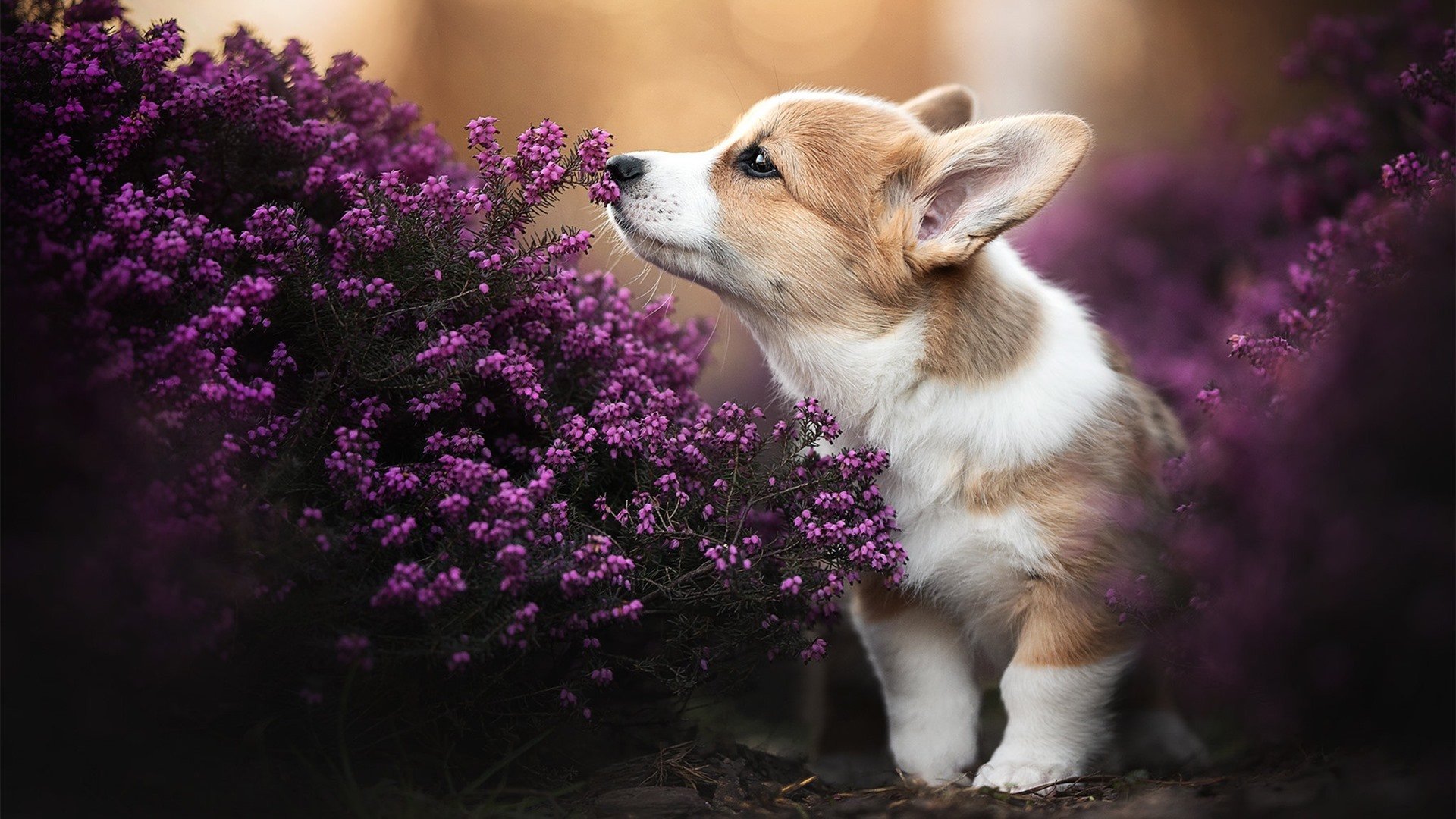 雷火电竞亚洲先驱-钢铁绞索与攻防节拍器，猛龙用窒息防守锁死快船，范弗利特化身高转换核心