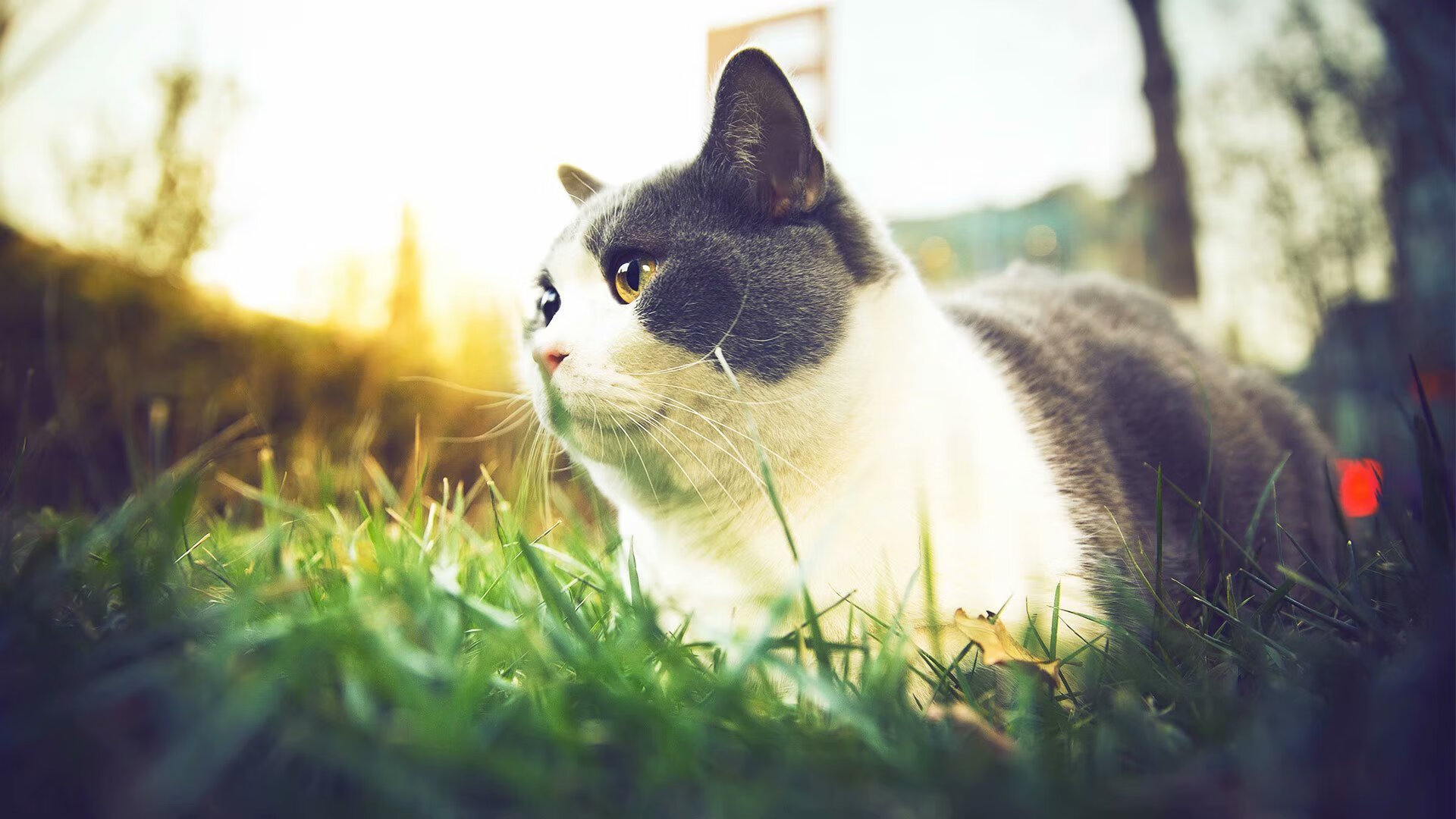三分雨撕裂布鲁克林！新疆男篮越界引爆NBA舆论地震