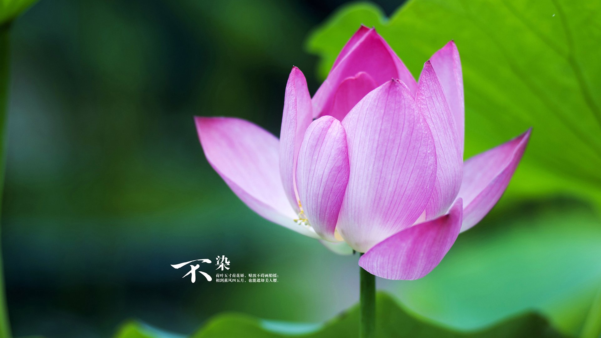 雷火电竞-上帝今晚扮演了中锋，当欧冠的魔法让恩比德学会敬畏