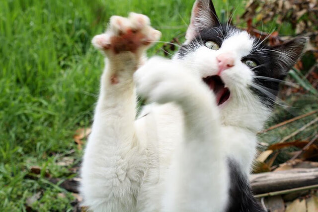 雷火电竞官网-浓眉染血加时赛点燃速贷中心 骑士绝境逆袭掀翻卫冕冠军掘金