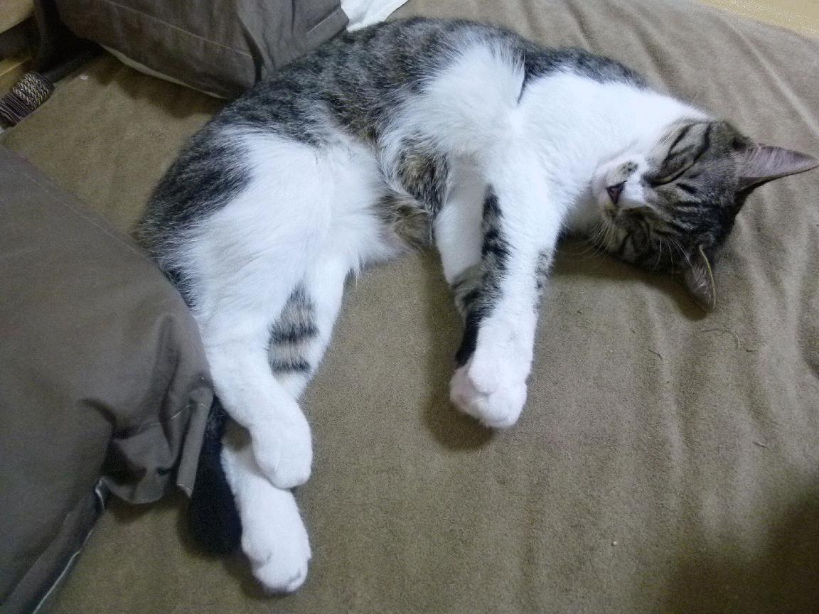 雷火电竞亚洲先驱-双城记，克莱神射定乾坤，辽宁铁阵锁奇才