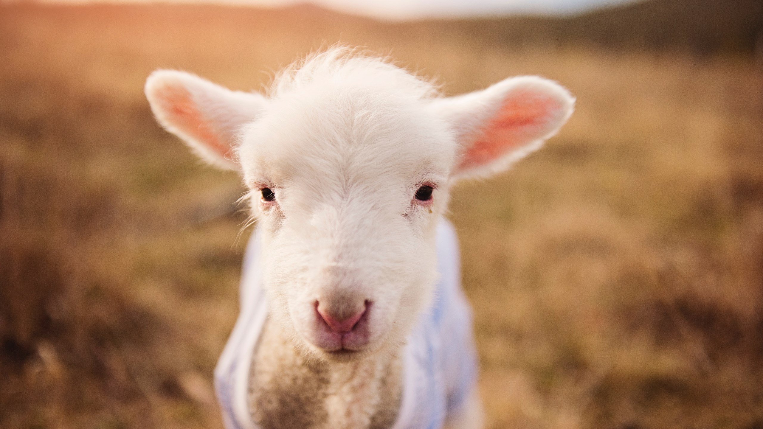 刀刃与齿轮,基耶萨如何凭一己之力撕碎黄色潜水艇防线