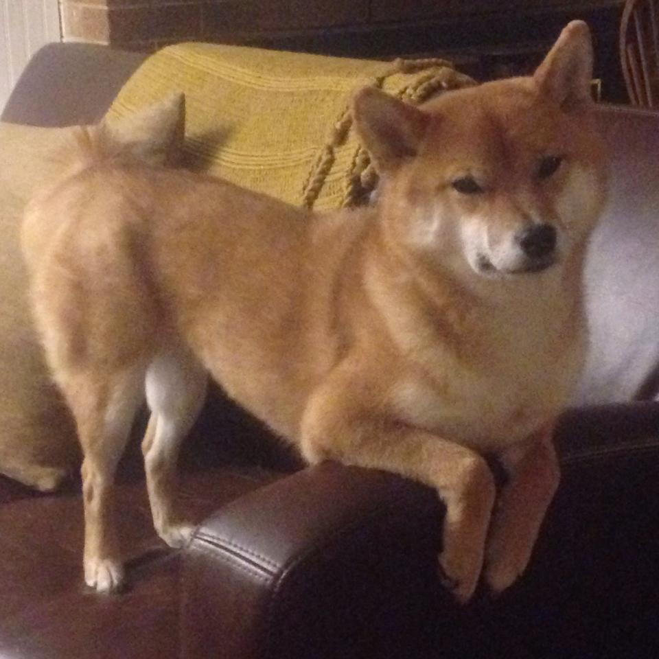 硬核突围！国王凿穿火箭升空，布克化身关键先生定乾坤