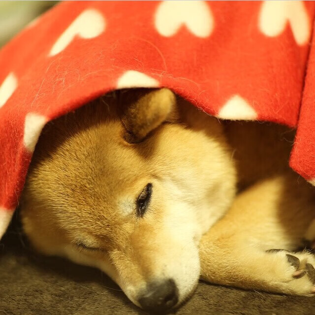 雷火电竞合作-黑马宣言，布雷默独造两球打破铁壁，哥斯达黎加创史横扫希腊