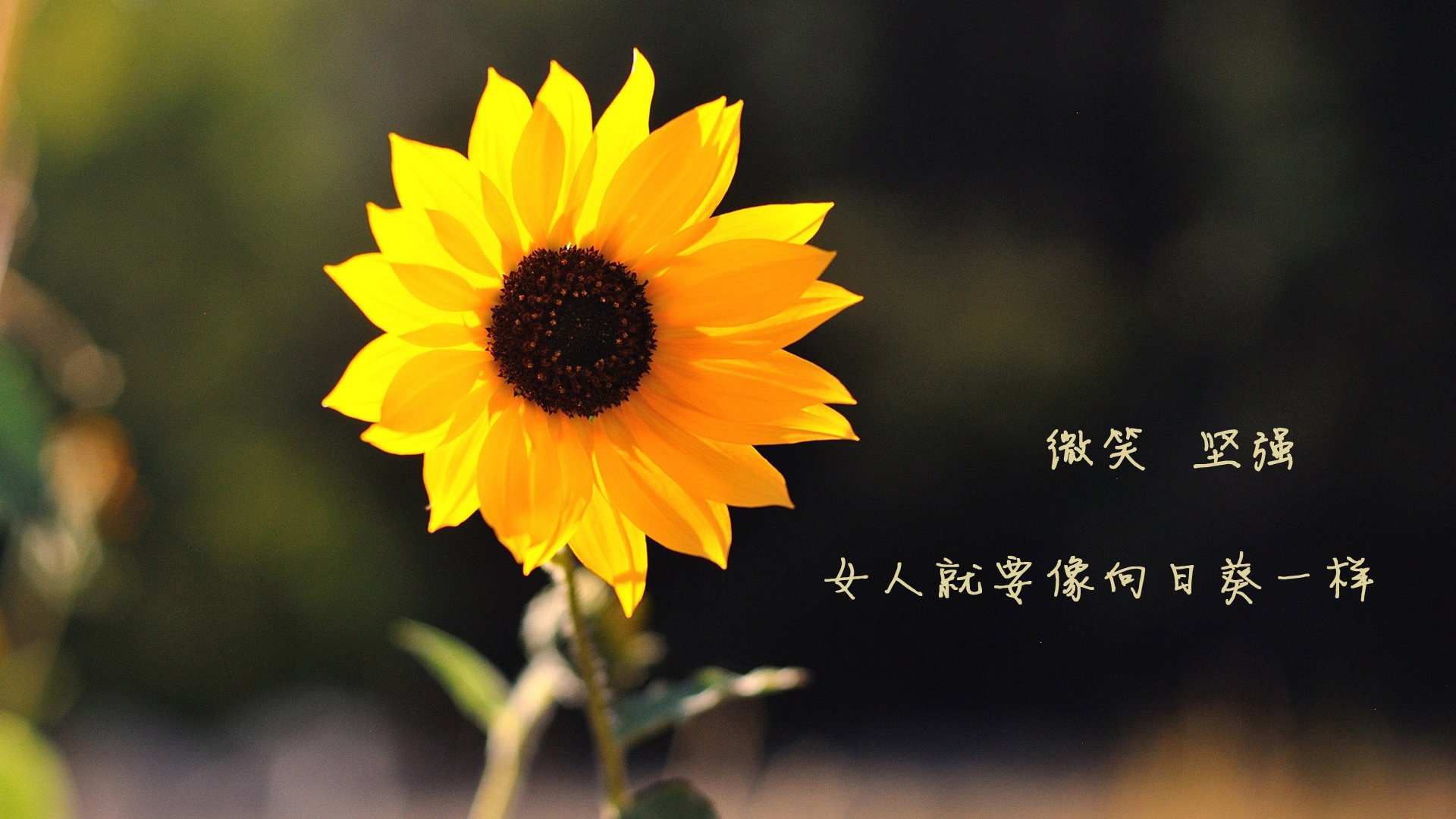 东决之夜的隐形主宰，法比尼奥如何以一己之力扼杀对手的冠军梦