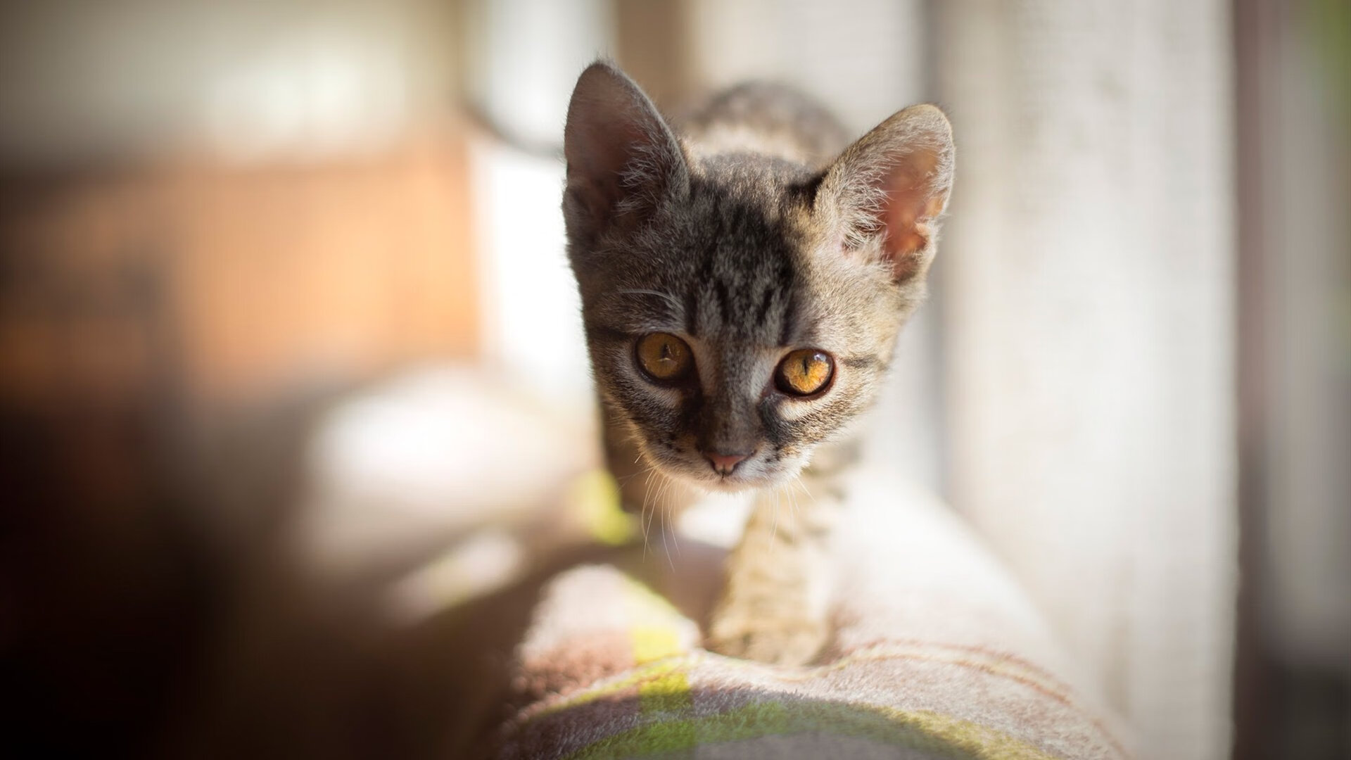 美加墨世界杯焦点战氛围中，雷霆硬仗取胜新疆队