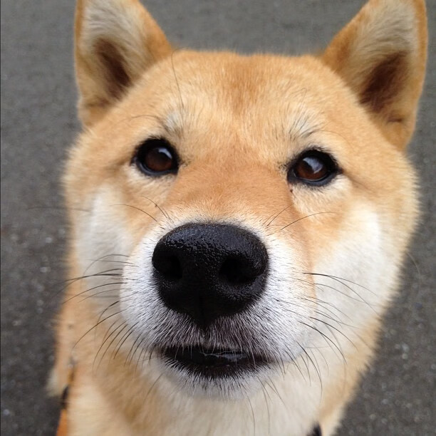 雷火电竞充值-红龙破晓，美加墨世界杯焦点战中的孤勇者，威尔士如何用非典型足球掀翻马德里竞技化西班牙