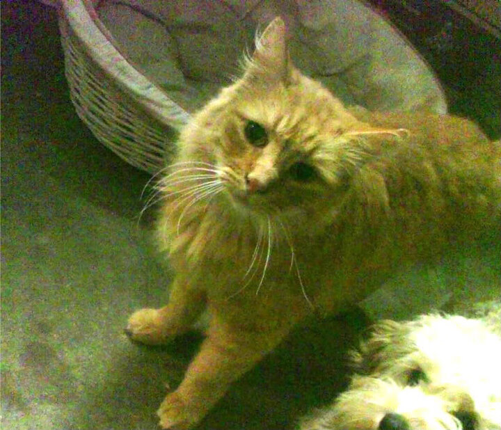 德布劳内一剑封喉，巴黎巨舰碾压塞维利亚—欧冠之夜的双重叙事